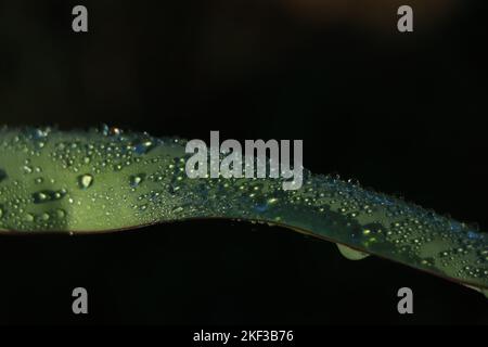 Abstract blurred background of water droplets on banana leaf green color, Top view Stock Photo