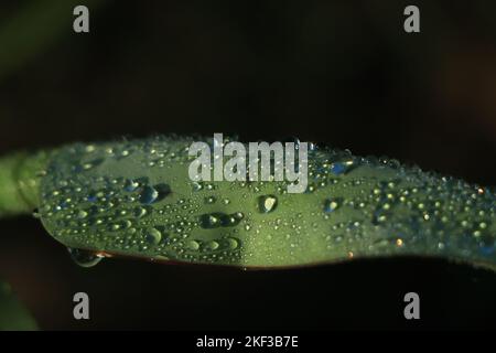 Dew drop on banana leaf in winter morning Stock Photo