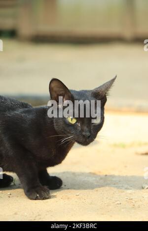 Beautiful black cat on the ground Stock Photo
