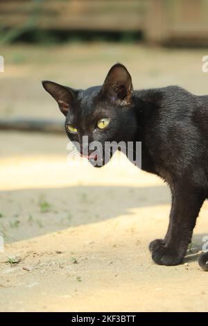 Black cat closeup walking around Stock Photo