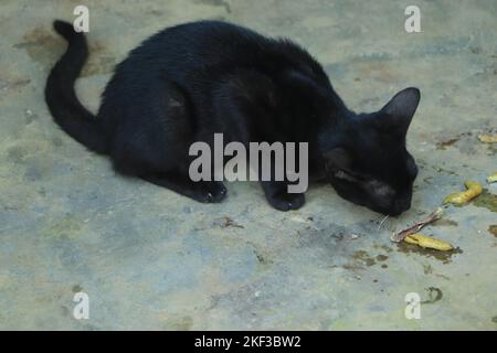 Beautiful black cat sitting on the ground Stock Photo