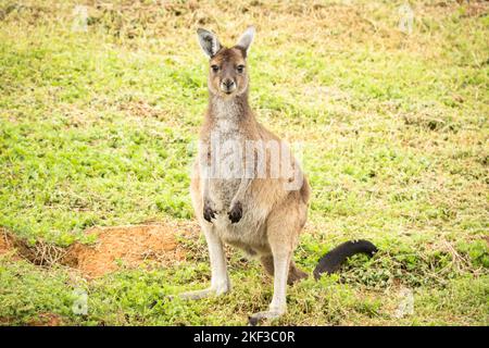 Young kangaroo looking at the camera Karri Valley Resort Pemberton, Western Australia Stock Photo