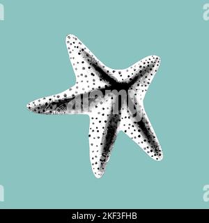 a graphic engraving of a starfish. Realistic starfish black and white illustration Stock Photo