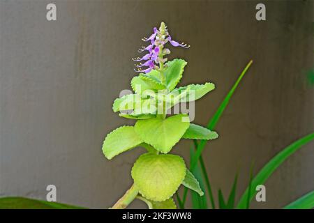 Indian borage, country borage, French thyme, Indian mint, Mexican mint, Cuban oregano, soup mint, Spanish thyme, Plectranthus amboinicus, India Stock Photo
