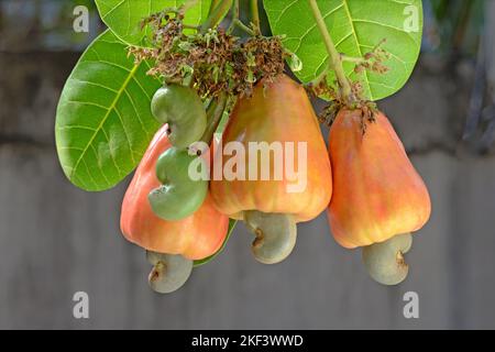 Cashewnut bunch on plant, cashew tree, cashew apple, Anacardium occidentale, Thiruvananthapuran, Kerala, India Stock Photo