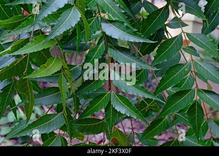 Neem tree leaves, Azadirachta indica, commonly known as neem, nimtree or Indian lilac Stock Photo