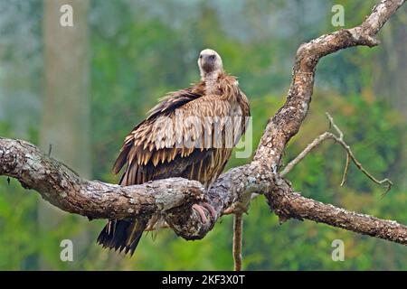 Himalayan griffon vulture, Gyps himalayensis, perched on tree trunk, Kaziranga National Park, Assam, India Stock Photo