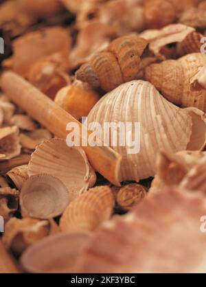 A selection of sea shells Stock Photo - Alamy