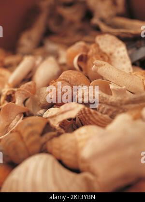 selection of sea shells Stock Photo - Alamy