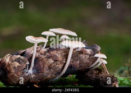 Inedible mushroom Baeospora myosura in spruce forest. Known as Conifercone Cap. Group of wild mushrooms growing on the spruce cone. Selective focus. Stock Photo