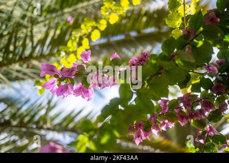 Tropical leaves and flowers background against blue sky on a sunny day Stock Photo