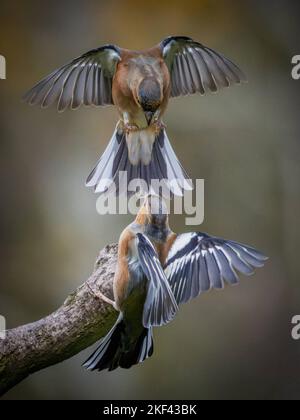 Two chaffinches fly at each other. Shropshire, UK: THIS PAIR of feisty chaffinches look as if they are squabbling over a wooden perch. In one of the p Stock Photo