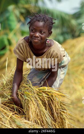 Burkina Faso. A girl is harvesting rice. Stock Photo