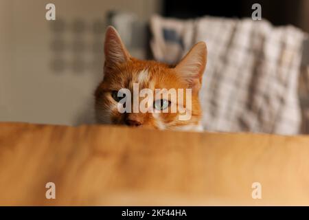 Orange and white tabby cat with green eyes peeking at the empty kitchen table Stock Photo