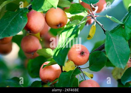 Malus prunifolia species of crabapple tree known as plum leaf crabapple, plum leaved apple, pear leaf crabapple, Chinese apple and Chinese crabapple Stock Photo