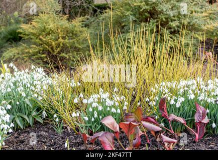 Weißer Hartriegel (Cornus sericea 'Flaviramea'),  (Bergenia 'Bressingham Ruby'), Kleines Schneeglöckchen (Galanthus nivalis) Stock Photo