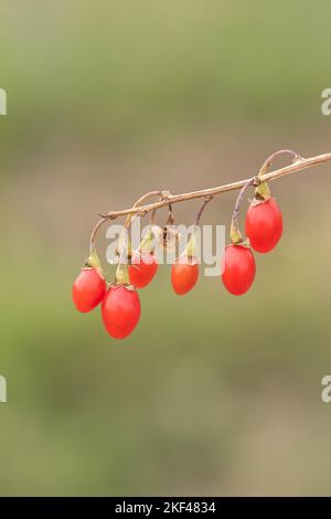 Goji-Beere (Lycium barbarum SWEET LIFEBERRY ®) Stock Photo