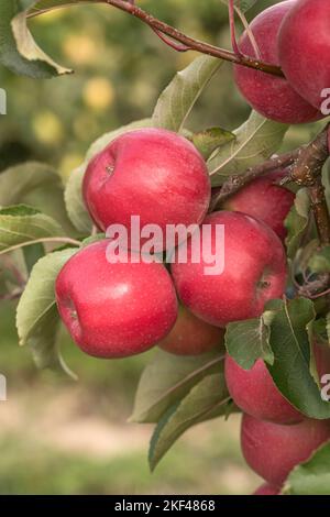 Apfel (Malus domestica 'Majesty') Stock Photo