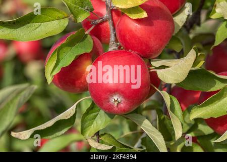 Apfel (Malus domestica KANZI) Stock Photo