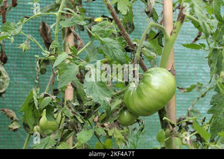 The tomato plant is infected with late blight caused by fungus-like microorganism Phytophthora infestans. Stems and leaves have dark brown spots. Stock Photo