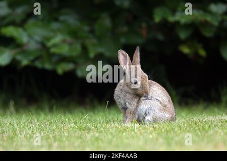 Junges Wildkaninchen (Oryctolagus cuniculus) Stock Photo