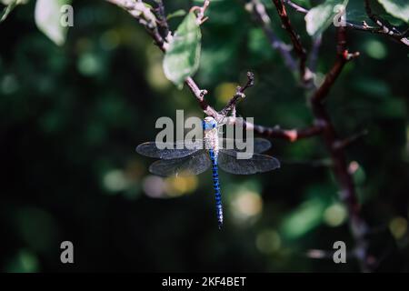 Vibrant Blue Dragonfly Perched on Branch Stock Photo