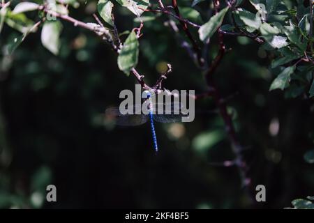 Vibrant Blue Dragonfly Perched on Branch Stock Photo