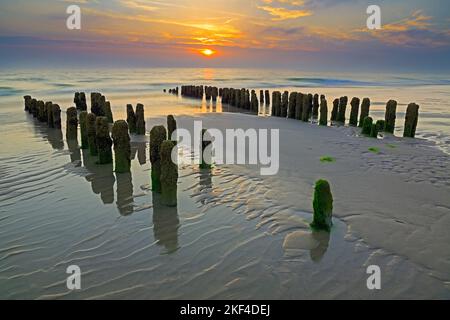 Algenbewachsene Buhnen auf der Insel Sylt, Sonnenuntergang, Schleswig-Holstein, Abendhimmel, Rantum, Stock Photo