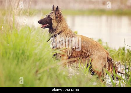 Female Belgian Shepherd Tervuren standing at the lake's edge, waiting for her ball to be thrown. Stock Photo