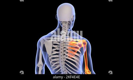 Hand Human Back Anatomy of back of human hand Stock Photo - Alamy