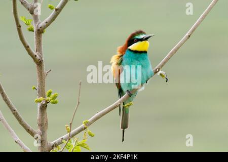 Bienenfresser auf Sitzwarte,  European Bee-eater, (Merops apiaster), Stock Photo