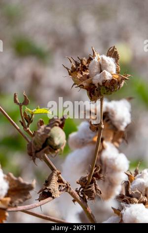 Harvesting. Close up of ripe cotton bolls on branch and fluffy white cotton. Israel Stock Photo