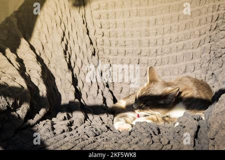 A Grey tabby cat laying sleeping on a bed closeup. Short Hair young brindle kitten sleep Stock Photo