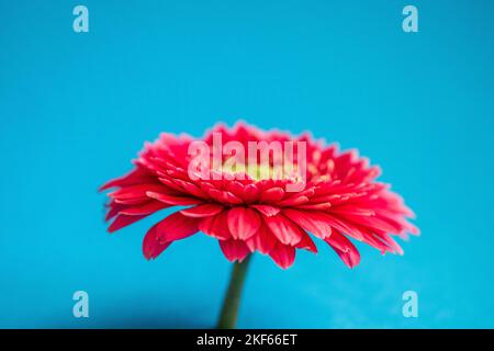 A red Gerbera against a blue background. Stock Photo