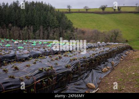 Organic farmer Guy Singh-Watson, pictured on Riverford Organic Farm, near Totnes, South Devon. Stock Photo