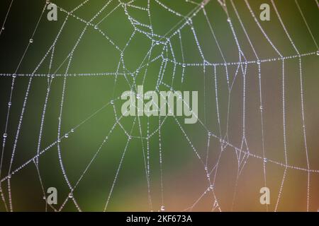Close up of dew drops on a cobweb. Stock Photo