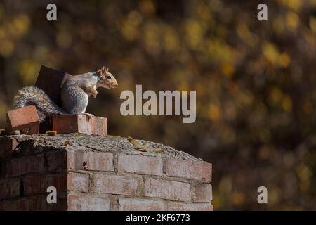 A cute little squirrel sitting on top of bricks outdoors Stock Photo
