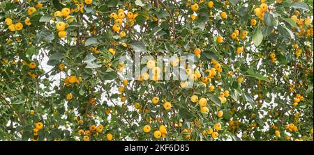 Many yellow wild small apples growing among the green leaves on the branches of a tree. Background of nature. Banner Stock Photo