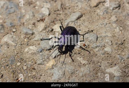 Carabus scabrosus caucasicus, common name huge violet ground beetle Stock Photo