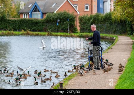 Man feeding ducks on the Coventry Canal, Coventry, West Midlands, UK. Stock Photo