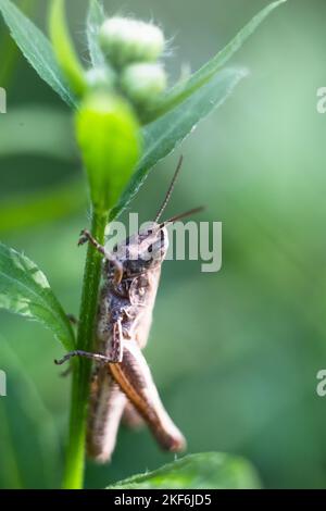 Close-up of a green grasshopper. Grasshopper on the grass. Stock Photo