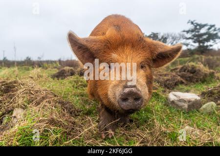 Four month old Kune Kune piglet in West Cork, Ireland. Stock Photo