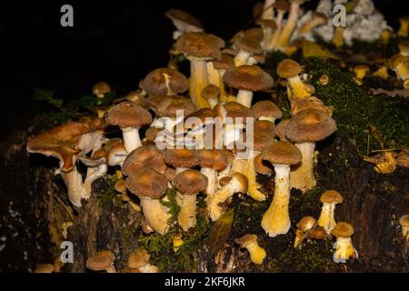 Many honey mushrooms growing tree stump, also called Armillaria ostoyae or dunkler hallimasch Stock Photo