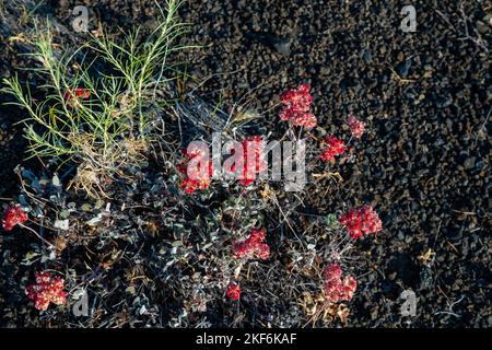 Photograph of dwarf buckwheat from the Craters of the Moon National Monument near Arco, Idaho, USA. Stock Photo