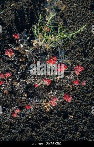 Photograph of dwarf buckwheat from the Craters of the Moon National Monument near Arco, Idaho, USA. Stock Photo