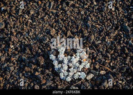 Photograph of dwarf buckwheat from the Craters of the Moon National Monument near Arco, Idaho, USA. Stock Photo