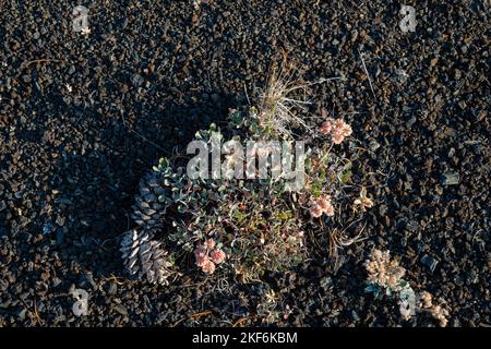 Photograph of dwarf buckwheat from the Craters of the Moon National Monument near Arco, Idaho, USA. Stock Photo