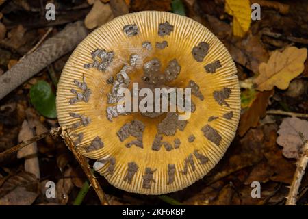 Panther cap mushroom in the forest, also called Amanita pantherina or Pantherpilz
