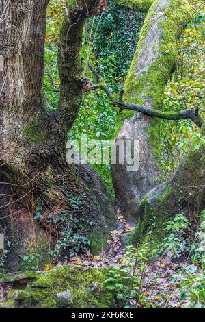 An old tree with bright green moss on the surface and a second tree with gnarled bark in Autumn. Lichen, stone, bark, moss, textures. Stock Photo