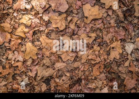 Looking downward at the forest floor covered with the fallen leaves of autumn with the sunlight highlighting backgrounds, wallpaper and textures Stock Photo